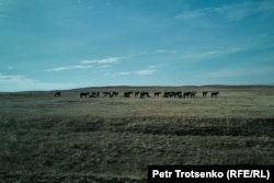 Табун лошадей в Каркаралинском районе Карагандинской области. 8 октября 2024 года.